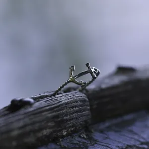 Simple gold anchor ring COMFO Thumbnail